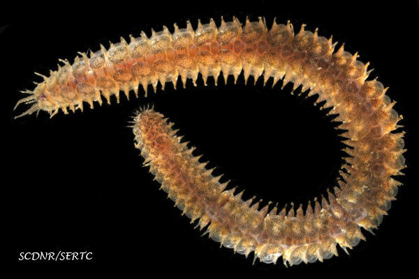 Lepidasthenia commensalis (polychaete worm) from Charleston Harbor, South Carolina